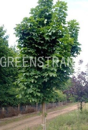 Клен остролистный Колумнаре (Acer platanoides 'Columnare')