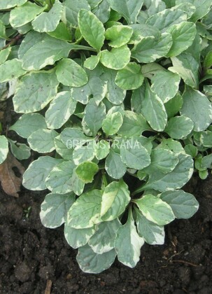 Живучка ползучая Вариегата (Ajuga reptans 'Variegata')