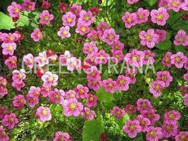 Камнеломка Арендса Карпет Пинк (Saxifraga x arendsii 'Carpet Pink')