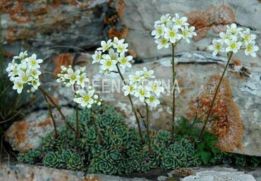 Камнеломка метельчатая (Saxifraga paniculata)