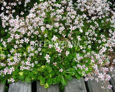 Камнеломка теневая (Saxifraga umbrosa)
