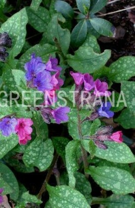 Медуница сахарная Миссис Мун (Pulmonaria saccharata 'Mrs Moon')