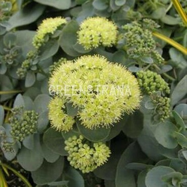 Очиток Хаб Грей (Sedum 'Hab Gray')