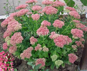 Очиток гибридный Карл (Sedum hybridum 'Carl')