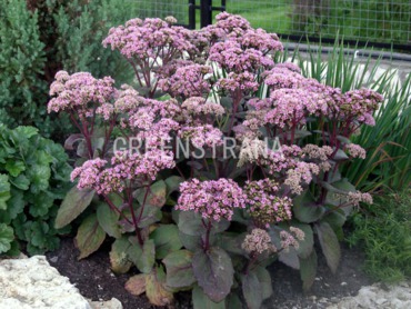 Очиток гибридный Матрона (Sedum hybridum 'Matrona')