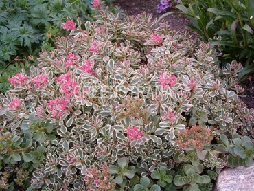 Очиток ложный Пурпуртепих (Sedum spurium 'Purpurteppich')