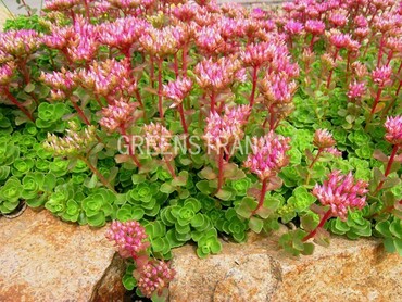 Седум ложный Розеум (Sedum spurium 'Roseum')