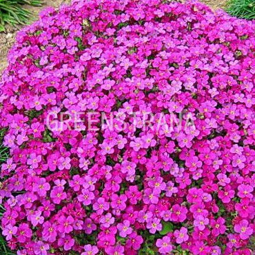 Обриета Каскад Ред (Aubrieta 'Cascade Red')