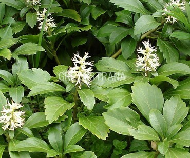 Пахизандра верхушечная (Pachysandra terminalis)