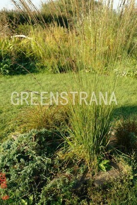 Молиния голубая Эдит Дудзус (Molinia caerulea 'Edith Dudzus')