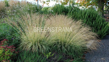 Молиния тростниковая Скайрейсер (Molinia arundinacea 'Skyracer')