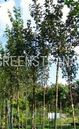 Клен остролистный Шведлери (Acer platanoides 'Schwedleri')