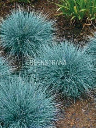 Овсяница сизая (Festuca glauca)