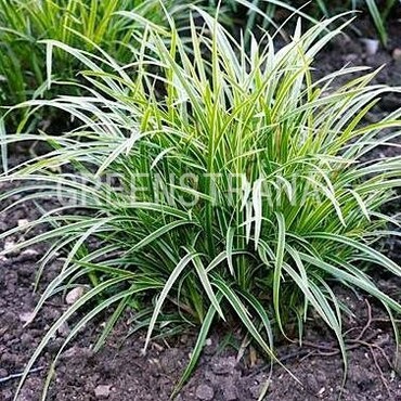 Осока Морроу (Carex morrowii)