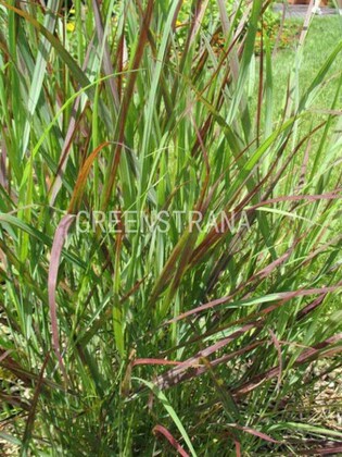 Просо прутьевидное Скво (Panicum virgatum 'Squaw')