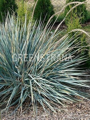 Элимус (колосняк песчаный) (Leymus arenarius)