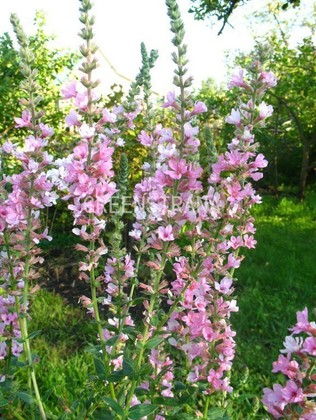 Дербенник Блаш (Lythrum 'Blush')
