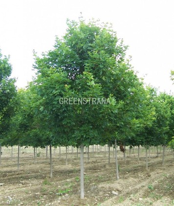 Клен серебристый (Acer saccharinum)