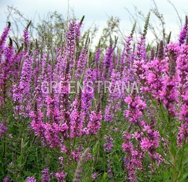 Дербенник Роберт (Lythrum 'Robert')