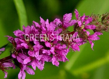 Дербенник Роте Хибриден (Lythrum 'Rote Hybriden')