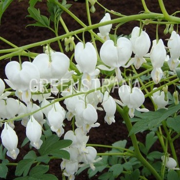 Дицентра великолепная Альба (Lamprocapnos spectabilis 'Alba')