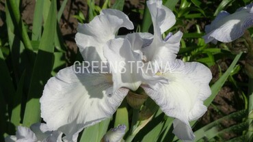 Ирис германский Бианка (Iris germanica 'Bianca')