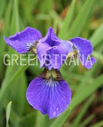 Ирис сибирский Блю Кинг (Iris sibirica 'Blue King')
