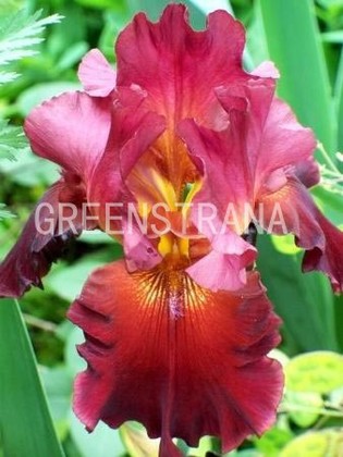 Ирис германский Император (Iris germanica 'Imperator')