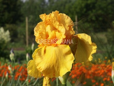 Ирис германский Ола Кала (Iris germanica 'Ola Kala')