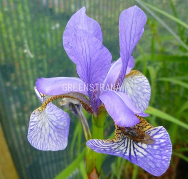 Ирис сибирский Блю Мун (Iris sibirica 'Blue Moon')