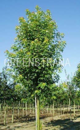 Клен серебристый Пирамидале (Acer saccharinum 'Pyramidale')