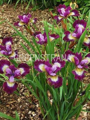 Ирис сибирский Хаббард (Iris sibirica 'Hubbard')