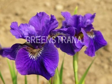 Ирис сибирский Раффлед Плас (Iris sibirica 'Ruffled Plus')