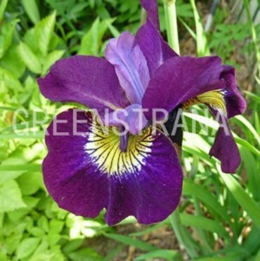 Ирис сибирский Ширли Поуп (Iris sibirica 'Shirley Pope')