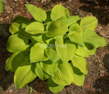 Хоста Огаст Мун (Hosta 'August Moon')