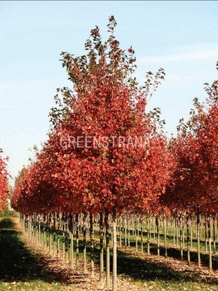 Клен красный (Acer rubrum)