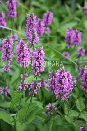 Чистец Монье Хуммело (Stachys monieri 'Hummelo')