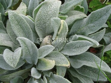 Чистец шерстистый (Stachys byzantina)