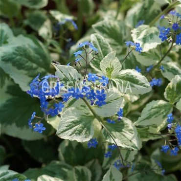 Бруннера крупнолистная Вариегата (Brunnera macrophylla 'Variegata')
