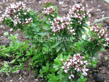 Душица обыкновенная Компактум (Origanum vulgare 'Compactum')