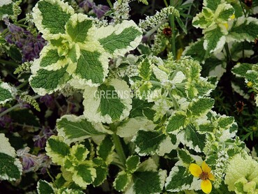 Мята ананасная Вариегата (Mentha suaveolens 'Variegata')