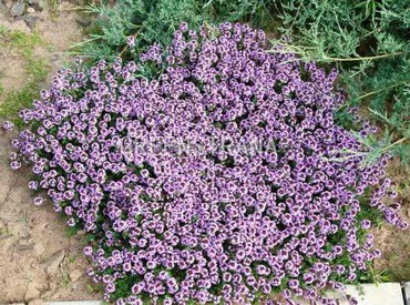 Тимьян лимонно-пахнущий Бертрам Андерсон (Thymus x citriodorus 'Bertram Anderson')