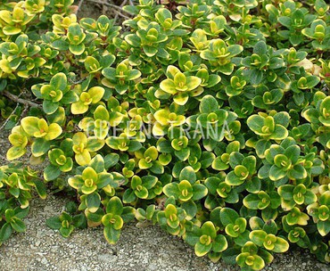 Тимьян лимонно-пахнущий Дун Вэлли (Thymus x citriodorus 'Doone Valley')