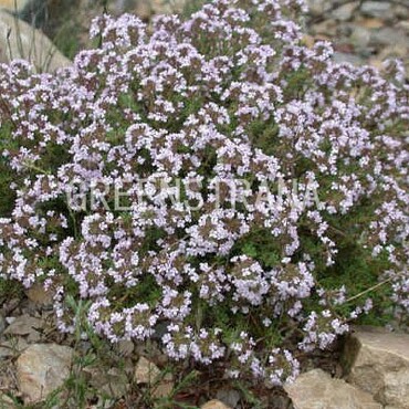 Тимьян обыкновенный Компактус (Thymus vulgaris 'Compactus')