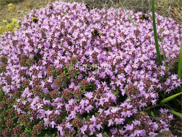 Тимьян ползучий (Thymus serpyllum)