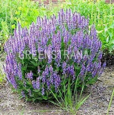 Шалфей дубравный Карадонна (Salvia nemorosa 'Caradonna')