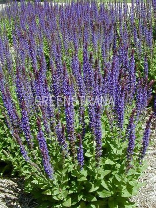 Шалфей дубравный Остфрисланд (Salvia nemorosa 'Ostfriesland')