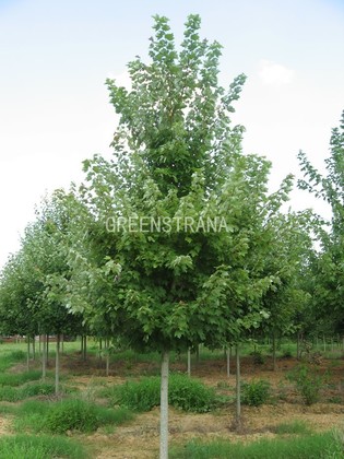 Клен красный Ред Сансет (Acer rubrum 'Red Sunset')