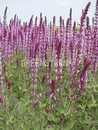 Шалфей дубравный Роуз Куин (Salvia nemorosa 'Rose Queen')