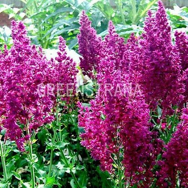 Шалфей дубравный Швелленбург (Salvia nemorosa 'Schwellenburg')